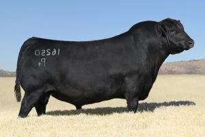 DUFF-JC 4REAL 16250