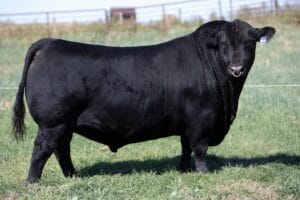 GREENWOOD FOUR MILE 47J