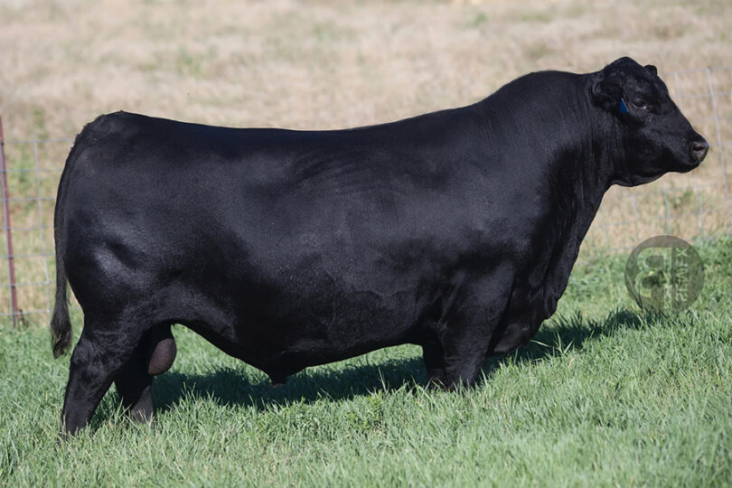 Connealy Commerce CONNEALY CRAFTSMAN – Premium Beef Genetics
