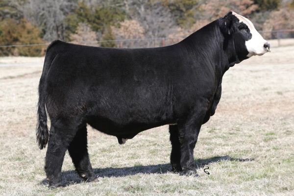 GCC ANDERSON BEAN