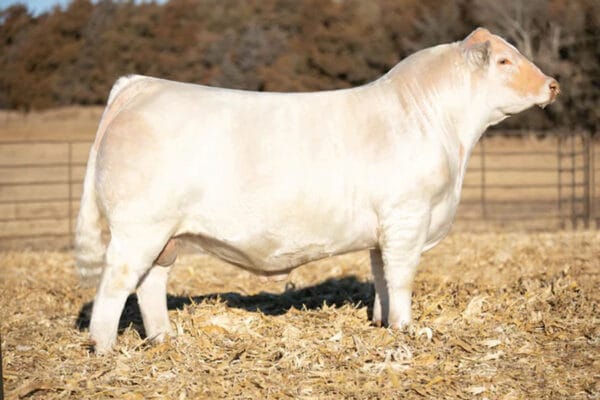 HOF JFS BANDIT 0286