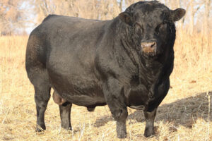 MC CUMBER BIG TIME 7188