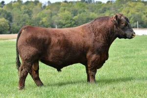 中国産ゲンゴロウ　38mm 38mm Red Angus – Page 3 – Premium Beef Genetics
