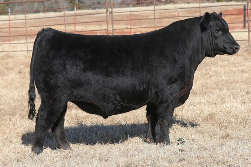 C4 GCC PLAY IT SAFE H420 Premium Beef