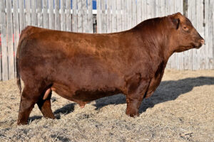 RED RAINBOW CONCORDE 28H