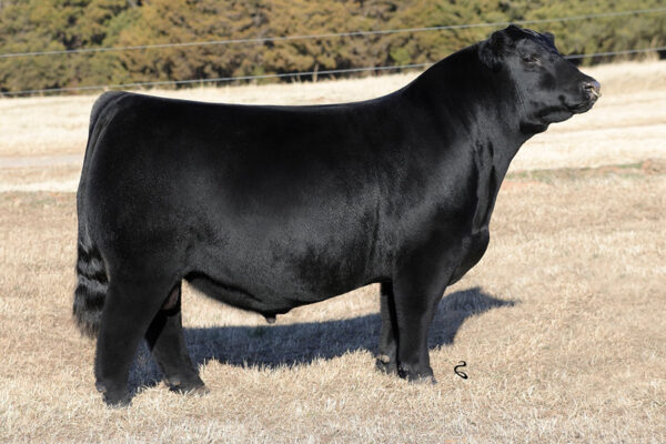 NFLL 101F 'CHEBA'