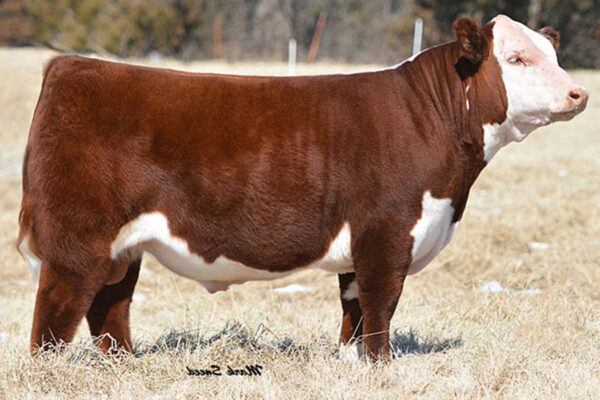 SULL TCC CUSTOM MADE 340 ET