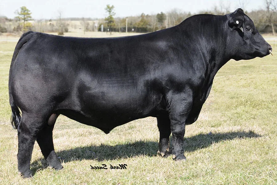 DUFF ANGUS 011
