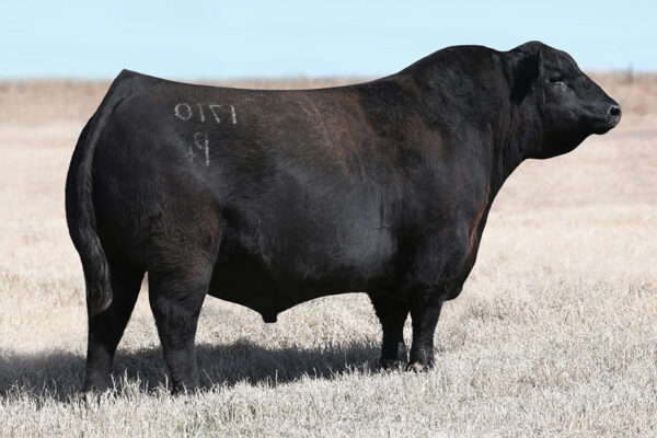 DUFF BLACK INK 1710