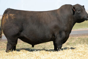 DUFF WAR CHEST 18527