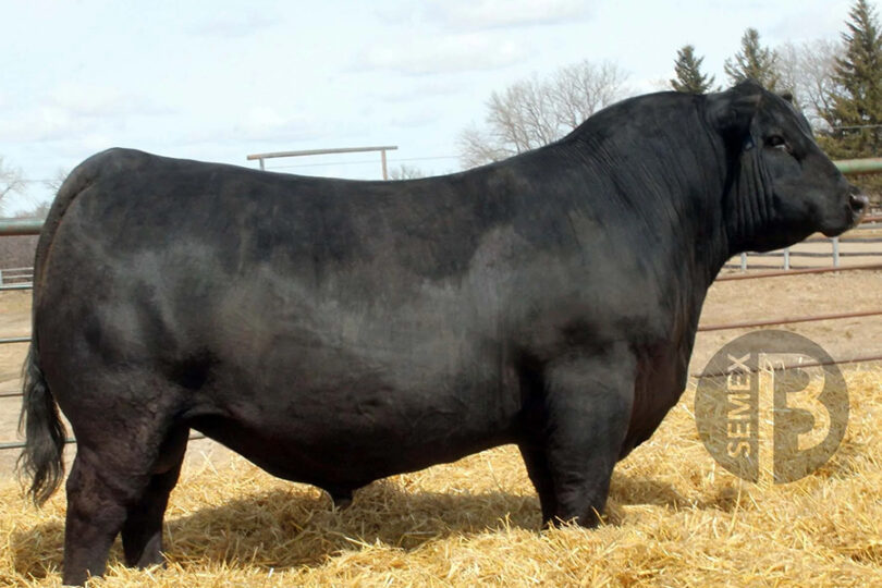 SAV MAGNUM 1335 – Premium Beef Genetics