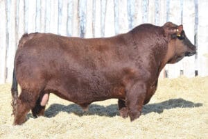 HDG HILLSDOWN FINNEGAN 4F