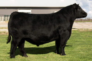 OHL GUNNER 7263G