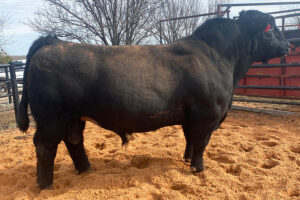 BOE GARTH 40B