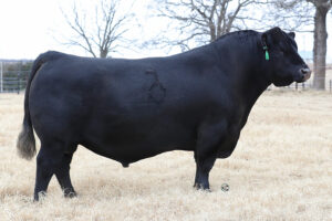 D7 GOLD DIGGER 6109D 4621