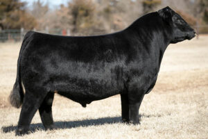 GCC MASTERPIECE 412G