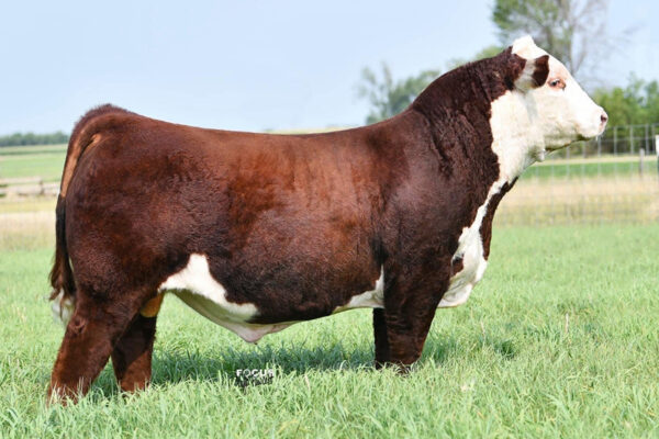 ECR WF GUS 058 ET
