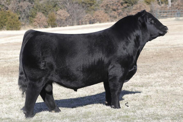 KMJ HUSKER 814