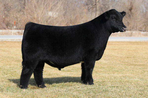 MINN HYBRID 101D
