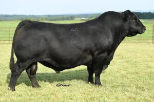 ZWT INTERVENTION 7363