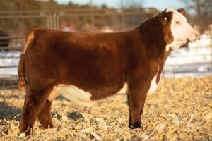 K&B TYCOON 960G