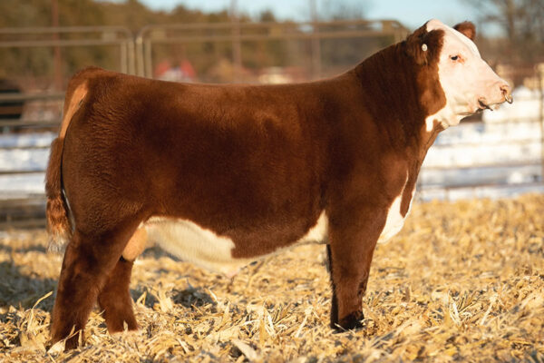 K&B TYCOON 960G