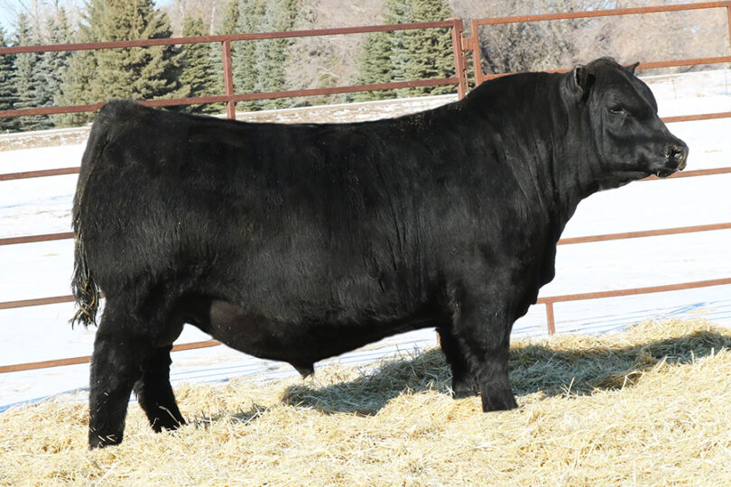 Mccumber Angus Ranch MC CUMBER LA JOYA 098 – Premium Beef Genetics