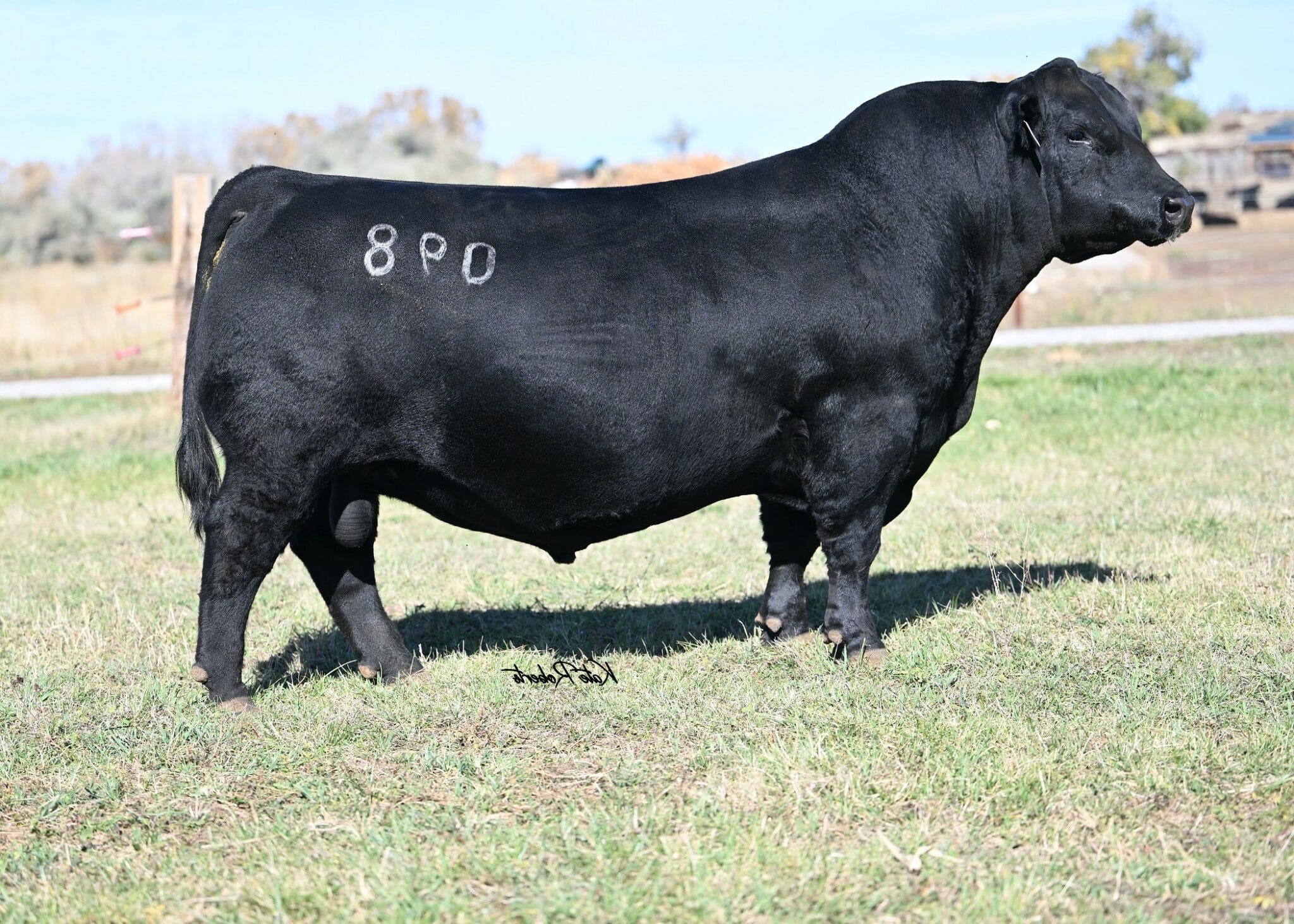 MC CUMBER LA JOYA 098 Premium Beef