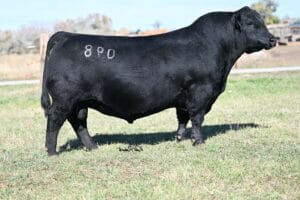 MC CUMBER LA JOYA 098