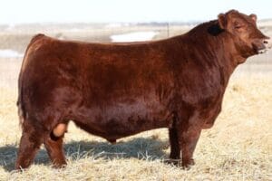 SIXE MILE LONG RANGE 236M