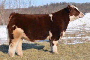 MAN AMONG BOYS CLONE #1