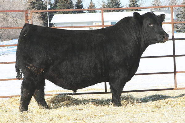 MC CUMBER NOBLE 1121