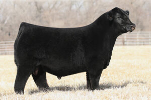 MINN MOVING FORWARD 180J