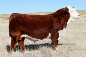 NJW 79Z 22Z MIGHTY 49C ET