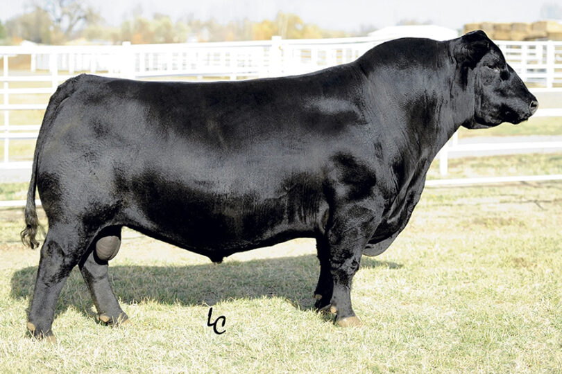 Connealy Commerce CONNEALY CRAFTSMAN – Premium Beef Genetics