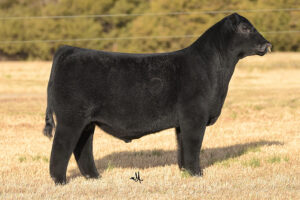 GCC OLE MONEY 436J ET