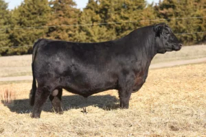 C-4 GCC PLAY IT SAFE H420