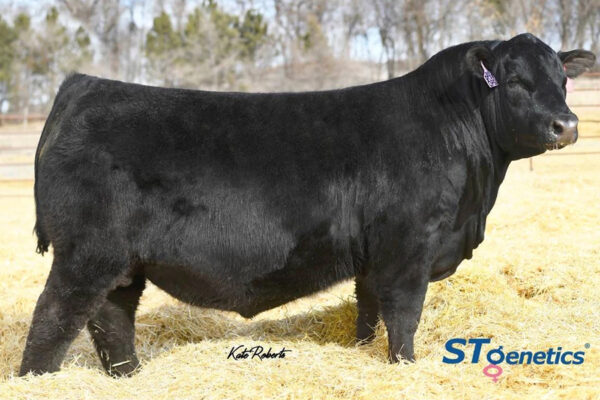 ELLINGSON PROLIFIC