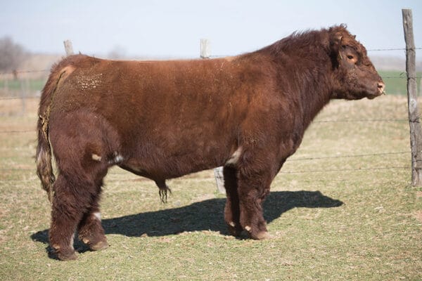 RED ROCKY CLONE