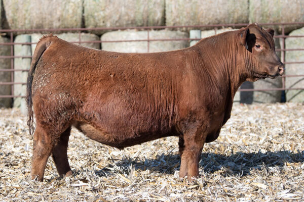SHAG RED LABEL 120