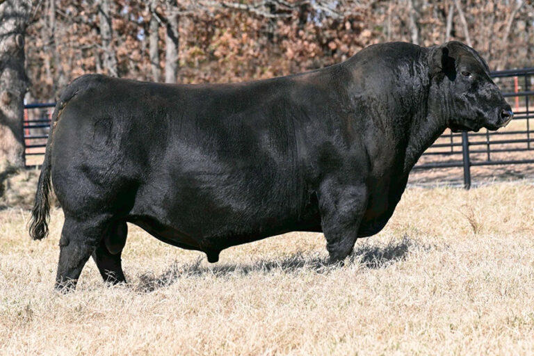 Connealy Commerce CONNEALY CRAFTSMAN – Premium Beef Genetics