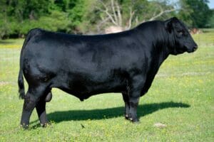 LF SHOCK & AWE 9062