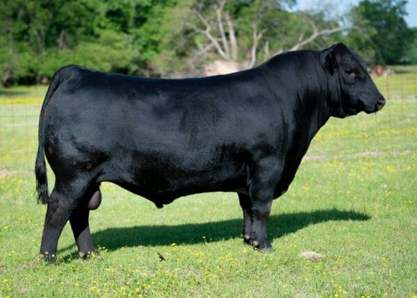 LF SHOCK & AWE 9062