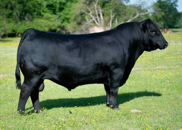 LF SHOCK & AWE 9062