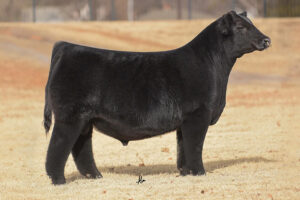 TLAC SAFETY FIRST 1913J