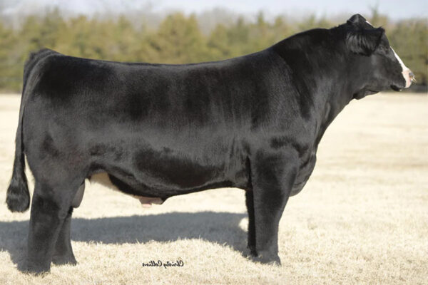 SVF STEEL FORCE S701