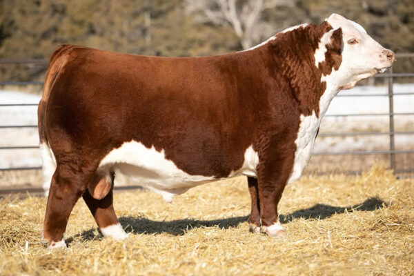 H WMS THOMAS COUNTY 1443 ET