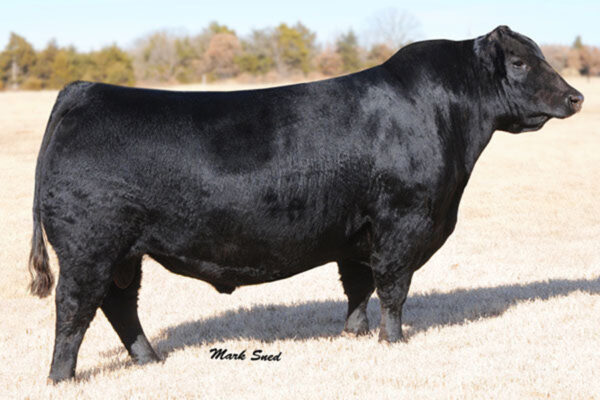 GCC TOTAL RECALLED 806D