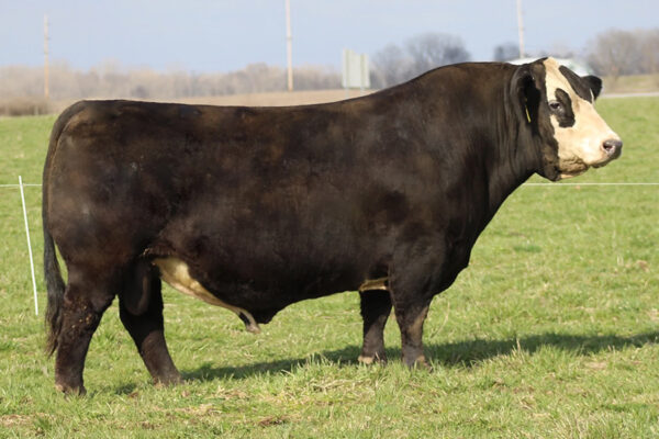 W/C BULLSEYE 3046A