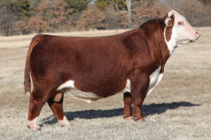 KOLT CHICAGO 2004 ET